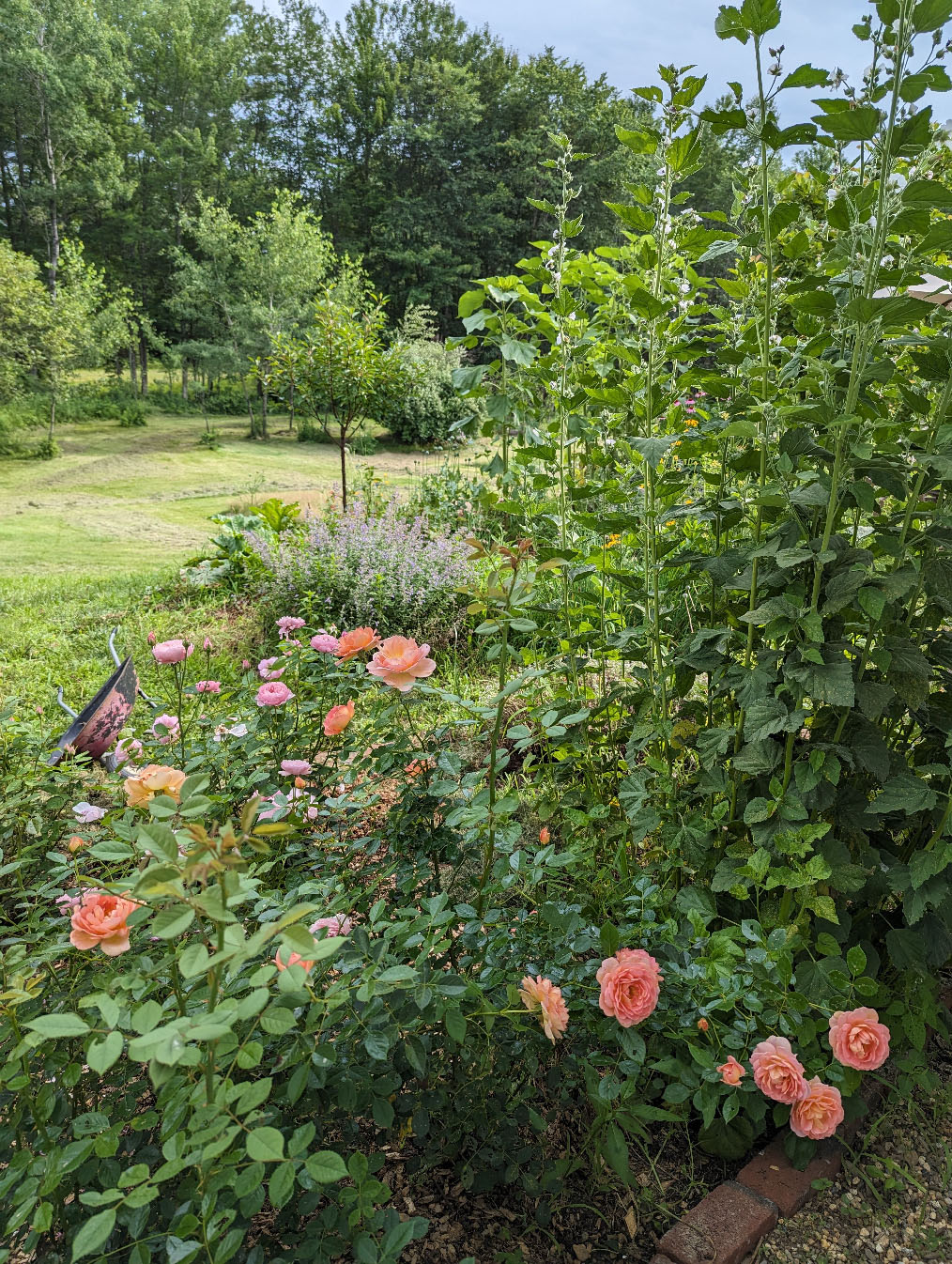 the rose garden